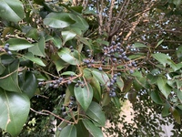 ブルーベリーみたいな実を付けたこの植物は何ですか 道端の木でし Yahoo 知恵袋