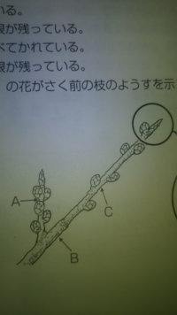 桜 ソメイヨシノ は苗を植えてから何年ぐらいで花が咲くのでしょうか あと Yahoo 知恵袋
