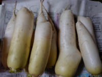 す がはいった大根について大量に頂いた大根を 何とか食べきろ Yahoo 知恵袋