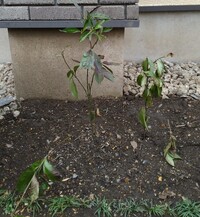 年末に植え替えたセンリョウが枯れそうです 葉が所々茶色くなってしまってい Yahoo 知恵袋