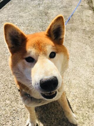 飼っている柴犬が食い意地が凄くて 目の前で何か食べようとすると写真のよう Yahoo 知恵袋