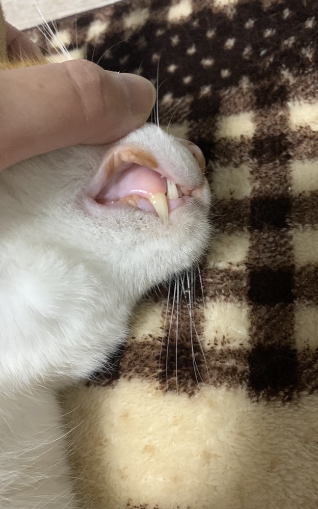 飼っている猫の上唇のところが茶色いです家で飼っている猫の上唇と下唇 