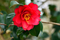 風花っていう言葉は全国的に使われている言葉ですか 私は静岡県民なんです Yahoo 知恵袋