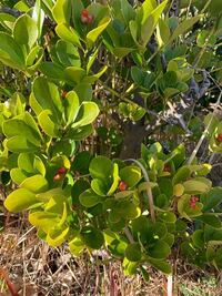 山でこんな植物を見つけました 赤い実がブツブツ付いていました 何という植物で Yahoo 知恵袋