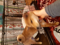 柴犬飼ってらっしゃる方肛門線絞りは定期的にされていますか ペッ Yahoo 知恵袋