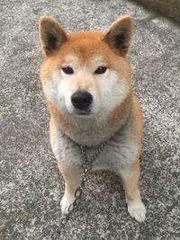 志村動物園で日本犬の里ってまだやってますか ヤンチャンて居ると思いま Yahoo 知恵袋