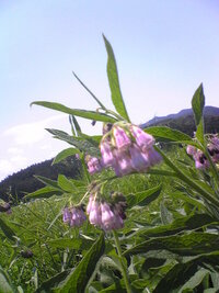 この花の名前教えてください その辺の野っぱらに生えてる花です Yahoo 知恵袋