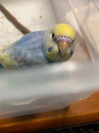 セキセイインコが人間の食べ物を食べれるのは何ですか ちなみにインコはオスの２ Yahoo 知恵袋