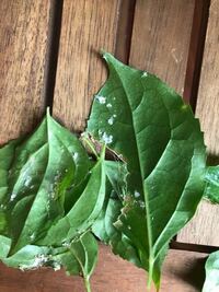 ヘテロパナックスという観葉植物を室内で育てているんですが 白い Yahoo 知恵袋