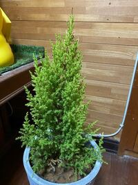 寝室に観葉植物を置くのはあまり良くない事なのでしょうか 風水 Yahoo 知恵袋