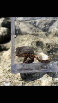 沖縄の磯にいた 目が青い ヤドカリの名前を教えてください Yahoo 知恵袋