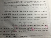 Dna複製において リーディング鎖やラギング鎖というのは 鋳型となるア Yahoo 知恵袋