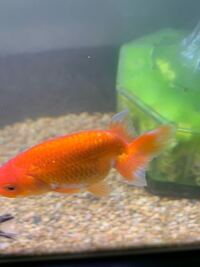 金魚のいじめについて 45cm水槽で5cmのらんちゅう1匹を飼育しています Yahoo 知恵袋
