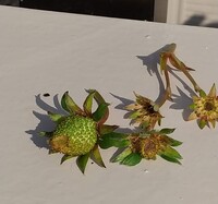 いちごにつく虫ベランダでプランターにていちごを育てています たまに Yahoo 知恵袋
