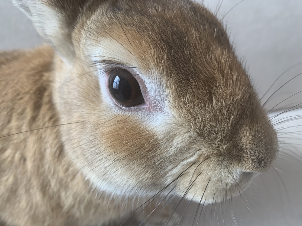 うさぎ 目 の 周り 赤い うさぎの目はなぜ赤い また赤く充血したときの対処方法は