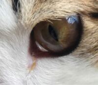 猫の目やに 片目だけ人間みたいな黄色っぽい目やにが出ていま Yahoo 知恵袋