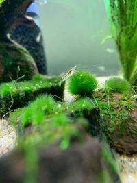 わかる方 ご回答よろしくお願いします 水槽に自然に生えて Yahoo 知恵袋