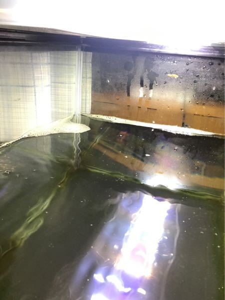 水槽の隅に細かい泡がありますなんですか？ - それは上手くバク