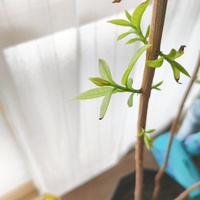 パパイヤの越冬について教えてください 画像は家庭菜園に植えたパ Yahoo 知恵袋