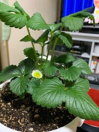 イチゴの葉ばかり伸びて高さ40センチぐらいになりますが 花があまり咲かな Yahoo 知恵袋
