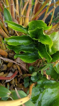 羊歯植物のヘゴを胞子で増やしたいのですがよく分かりません 胞子 Yahoo 知恵袋