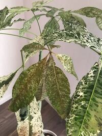 観葉植物のパキラの葉が白くなってしまうのは何が原因なのでしょうか Yahoo 知恵袋