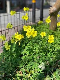 花言葉 星言葉 石言葉のいずれかに 孤独 素晴らしい未来 があるものを Yahoo 知恵袋