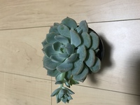 オブツーサの花が変なんですが切った方が良いのでしょうか 写 Yahoo 知恵袋