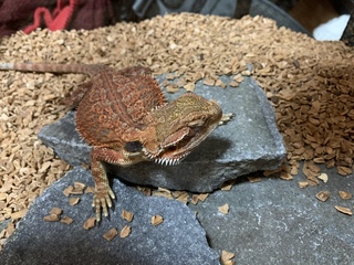 フトアゴヒゲトカゲの雪目について質問です 数日前にuvライトをそれまで使 Yahoo 知恵袋