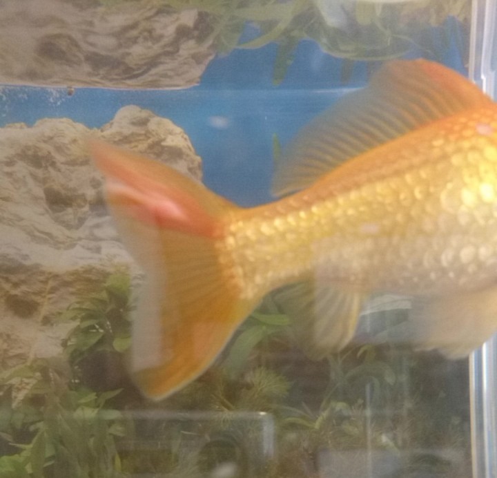 金魚の病気について教えてください家の金魚の尾びれに最近白いかた Yahoo 知恵袋