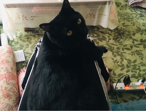 愛猫は死後も側に居てくれるのでしょうか？ - こんにちは先日 