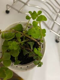 多肉植物のマハラジャが根腐り 茎腐り してしまいました 復活出来る方法は Yahoo 知恵袋