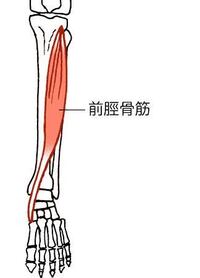 スポーツジムのランニングマシーンで前脛骨筋 ぜんけいこつきん が Yahoo 知恵袋