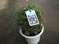 ブルーデージーですが花が散って枯れたように見えますが此を再生す Yahoo 知恵袋