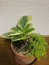 今回 多肉植物の植え替えをしました 軽石 赤玉土 観葉植物用の Yahoo 知恵袋