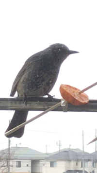 庭に鳥がいました けけけけけけけと高速で鳴いています これはヒヨドリ Yahoo 知恵袋