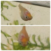 メダカの背中辺りに白いこぶみたいな物があるのですが メダカの背中辺 Yahoo 知恵袋
