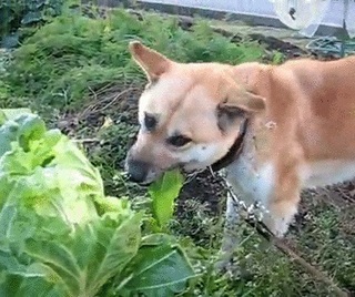 犬は葉っぱを食べるのでしょうか 食べますよ 家の犬も胸焼 Yahoo 知恵袋