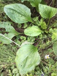 オオバコにしてはやたらデカい気がするのですが これはオオバコで Yahoo 知恵袋