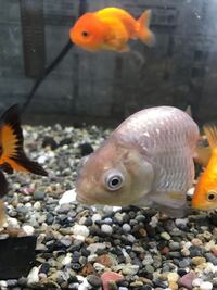 この金魚ってポップアイになってしまってるんでしょうか なってたら治 Yahoo 知恵袋