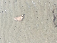 なまこの写真が沢山出ているサイトを教えて下さい 浅瀬でトゲ いぼ Yahoo 知恵袋