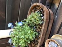 ネモフィラの切り戻しネモフィラの茎が 30 ほどに伸びてお花は咲いている Yahoo 知恵袋