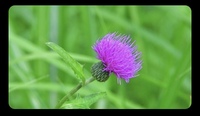 ゆうなの花の花言葉はなんですか ユウナはオオハマゴウの沖縄での言葉 Yahoo 知恵袋