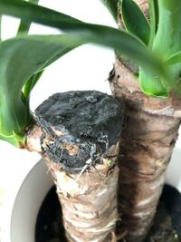 ユッカの上に黒い樹脂 が付いてました 剥がせますか Yahoo 知恵袋