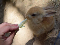 飼っているうさぎさんの好きな食べ物と嫌いな食べ物って何ですか 好きな食べ物はや Yahoo 知恵袋