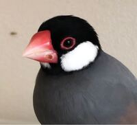 文鳥が止まり木にくちばしをこすりつけているのですが これはどんな意味がある Yahoo 知恵袋