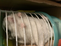 ハムスターを買おうと思ってるんですけど なるべく噛まないお Yahoo 知恵袋