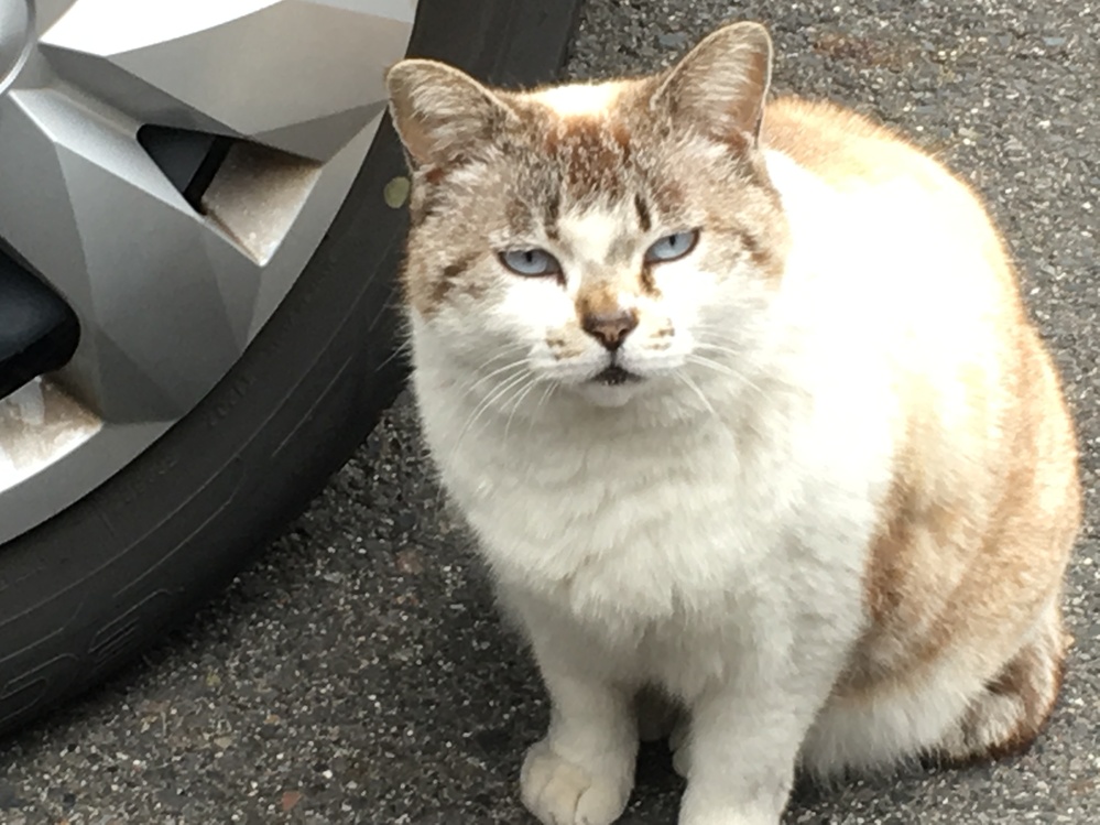 野良猫が食パン食べたんですが、猫ってパンたべるんですか 