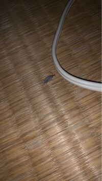 だんごむしは妊娠 してから子供が産まれるまでだいたい何日くら Yahoo 知恵袋