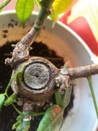 観葉植物の切断面についておねがいします 百円ショップで買ってきたパキ Yahoo 知恵袋